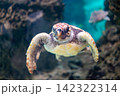 優雅に泳ぐウミカメ 142322314