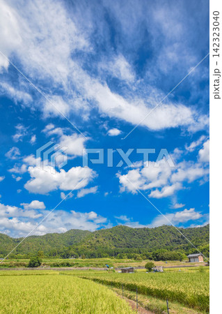 京都嵯峨野　夏の田園風景 142323040