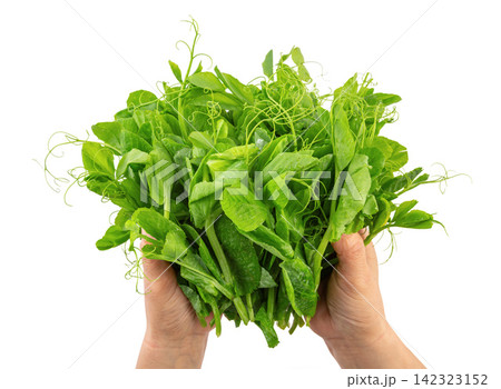 fresh Green Pea Shoots Tendrils Vegetable Isolated 142323152