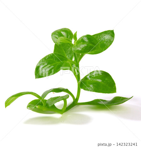 fresh Green Watercress Leaves Isolated on White Background fresh Green Watercress Leaves Isolated on White Background 142323241