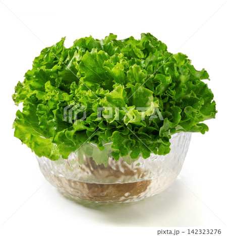 fresh Hydroponic Green Lettuce with Roots on Dark Background fresh Hydroponic Green Lettuce with Roots on Dark Background 142323276