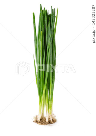 fresh Green Spring Onions Scallions Close-up on White Background fresh Green Spring Onions Scallions Close-up on White Background 142323287