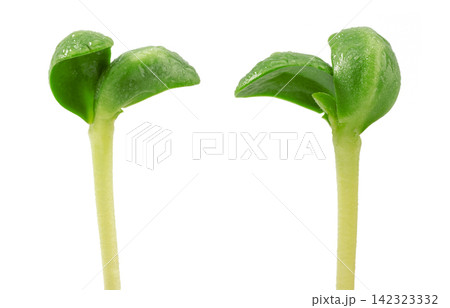 fresh Green Pea Shoots Microgreens Close Up fresh Green Pea Shoots Microgreens Close Up 142323332