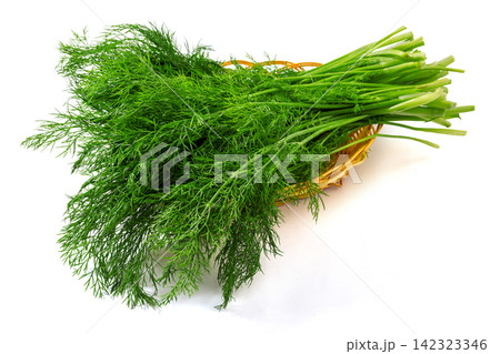 bundle of Green Fennel Leaves Close Up bundle of Green Fennel Leaves Close Up 142323346