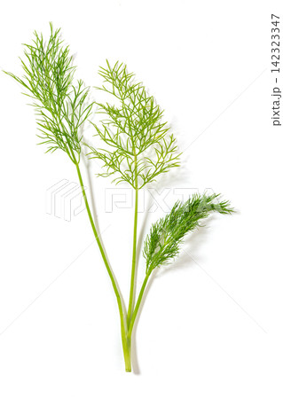 bundle of Green Fennel Leaves Close Up bundle of Green Fennel Leaves Close Up 142323347