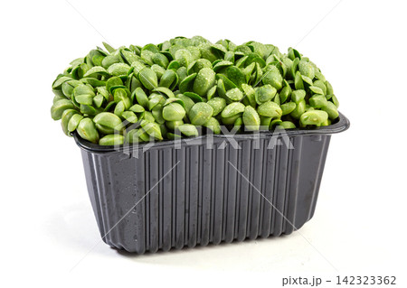 fresh Green Pea Shoots Sprouts Microgreens fresh Green Pea Shoots Sprouts Microgreens 142323362