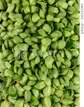 fresh Green Pea Shoots Sprouts Microgreens fresh Green Pea Shoots Sprouts Microgreens 142323364