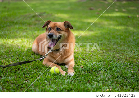 Close up of a friendly dog on leash resting on green grass in a peaceful sunlit lawn in the park Close up of a friendly dog on leash resting on green grass in a peaceful sunlit lawn in the park 142323425