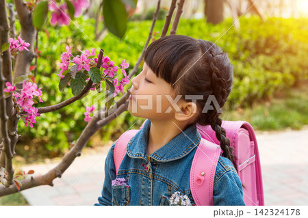 Back view of a little girl with braided hair and a pink schoolbag looking at white lilac blossoms in a park during springtime. Back view of a little girl with braided hair and a pink schoolbag looking at white lilac blossoms in a park during springtime. 142324178