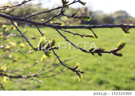 Spring branches with blossoming buds against the background of a blurred green meadow. 142324360