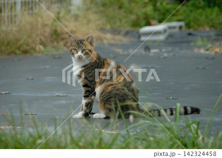 アスファルト上に佇む縞模様の猫 142324458