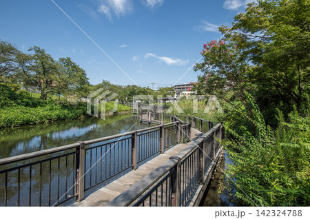 岸根公園 夏 神奈川県横浜市港北区 岸根公園 夏 神奈川県横浜市港北区 142324788
