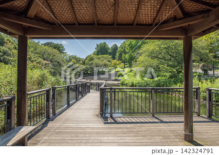 岸根公園 夏 神奈川県横浜市港北区 岸根公園 夏 神奈川県横浜市港北区 142324791