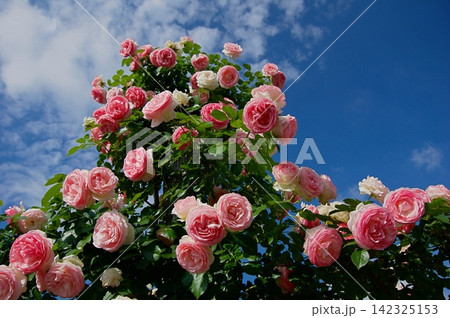 バラの花ブランピエールドゥロンサール 142325153