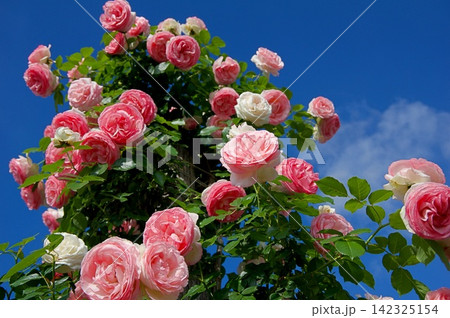 バラの花ブランピエールドゥロンサール バラの花ブランピエールドゥロンサール 142325154