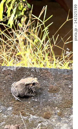 Brown toad resting on mossy concrete wall beside sunlit grass, textured skin, warty body, natural outdoor habitat, soft background contrast, wildlife close view Brown toad resting on mossy concrete wall beside sunlit grass, textured skin, warty body, natural outdoor habitat, soft background contrast, wildlife close view 142325399