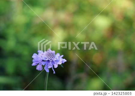 夏の入笠山に可憐に咲くマツムシソウの花 夏の入笠山に可憐に咲くマツムシソウの花 142325803