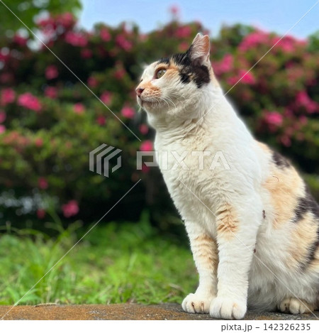 「お花を背負ってキリッ！ ちょっぴり得意げな猫」 142326235