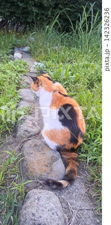 ジーなにか見つけた?三毛猫ちゃん ジーなにか見つけた?三毛猫ちゃん 142326236