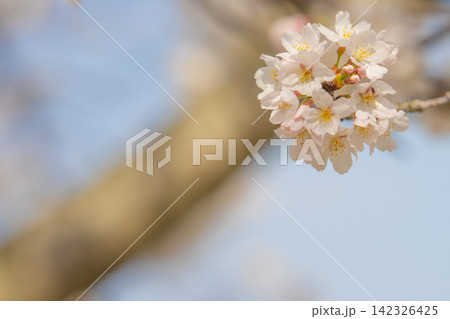 やわらかな春の背景に咲く淡い桜の花 やわらかな春の背景に咲く淡い桜の花 142326425