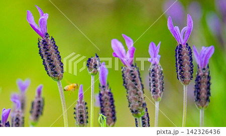 ミツバチが飛ぶフレンチラベンダーの紫色の花 142326436