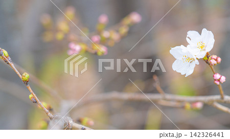 春の枝に咲く白い桜と淡いピンク色のつぼみ 春の枝に咲く白い桜と淡いピンク色のつぼみ 142326441