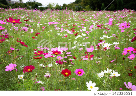 一面に広がるカラフルなコスモスの花畑 142326551