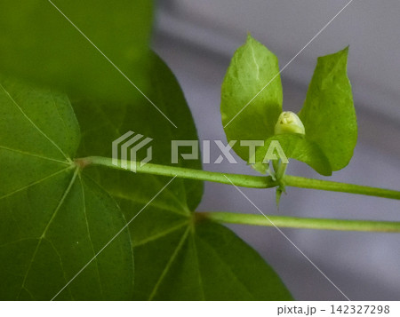 綿花栽培 蕾 綿花栽培 蕾 142327298