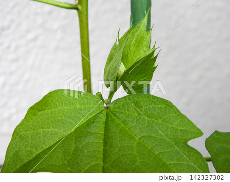 綿花栽培 蕾 綿花栽培 蕾 142327302
