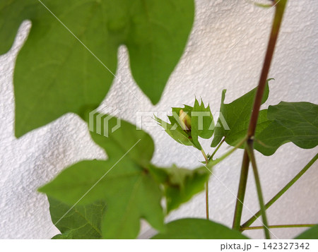 綿花栽培　蕾 142327342