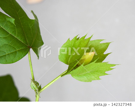 綿花栽培 蕾 綿花栽培 蕾 142327348