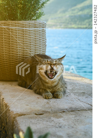 クロアチア コルチュラの海辺で欠伸をする茶トラ猫 クロアチア コルチュラの海辺で欠伸をする茶トラ猫 142327482