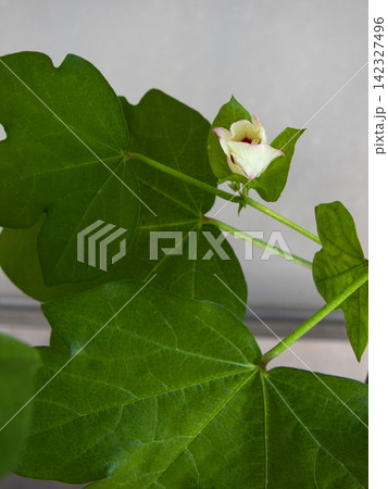 綿花栽培 少し開いた蕾 綿花栽培 少し開いた蕾 142327496