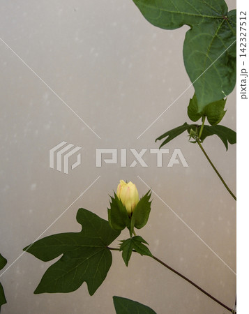 綿花栽培 少し開いた蕾 綿花栽培 少し開いた蕾 142327512