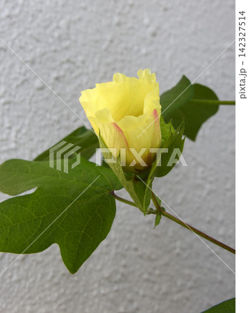 綿花栽培　少し開いた蕾 142327514