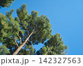 青空に伸びる松の枝と葉 142327563