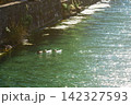 石壁沿いの運河を泳ぐ白い水鳥、モンテネグロ・コトル旧市街 142327593