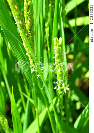 稲の花、米の花 稲の花、米の花 142328033
