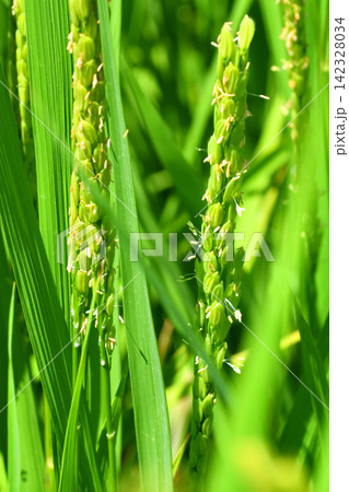 稲の花、米の花 稲の花、米の花 142328034