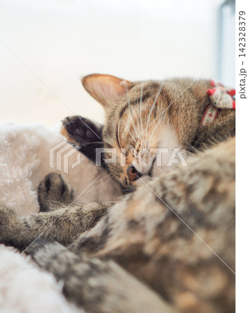顔に手を当てて気持ちよさそうに眠る猫 顔に手を当てて気持ちよさそうに眠る猫 142328379