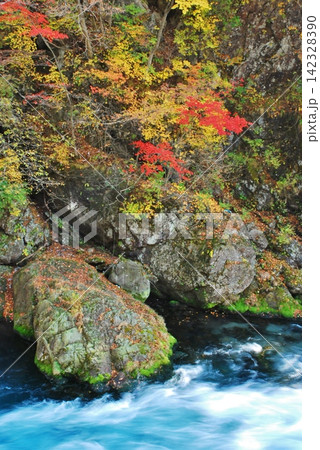 渓谷の岸辺で赤く色づく紅葉 渓谷の岸辺で赤く色づく紅葉 142328390