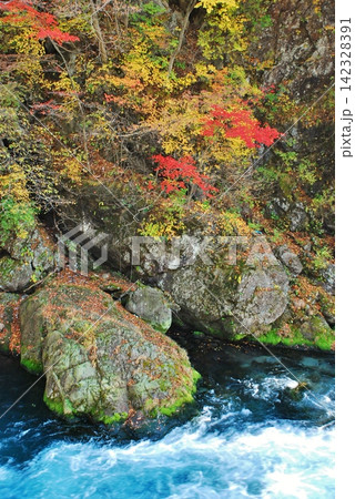 渓谷の岸辺で赤く色づく紅葉 渓谷の岸辺で赤く色づく紅葉 142328391