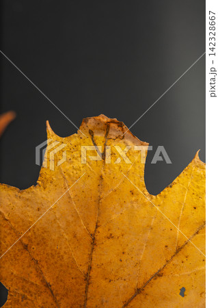 Maple leaf detail on wooden background with autumn colors 142328667