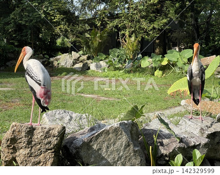 Two Painted Storks Mycteria Leucocephala Standing On Rocks In Zoo Two Painted Storks Mycteria Leucocephala Standing On Rocks In Zoo 142329599