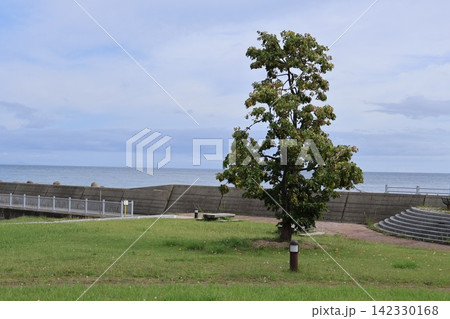 義経海浜公園 くつろげそうな芝生と木 義経海浜公園 くつろげそうな芝生と木 142330168