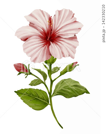 Tropical hibiscus flowers watercolor illustration isolated on white. Hand drawn sketch 142330210