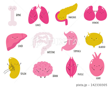 Colorful cartoon human organs with smiling faces on white background Colorful cartoon human organs with smiling faces on white background 142330305