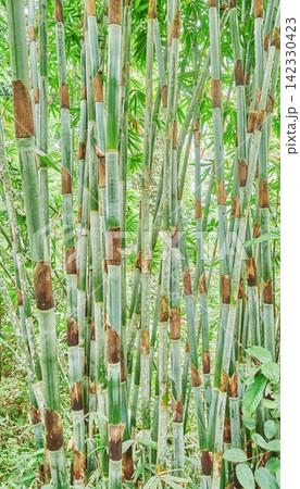 Bamboo stalks in Danum Valley rainforest, Borneo, Malaysia. Bamboo stalks in Danum Valley rainforest, Borneo, Malaysia. 142330423