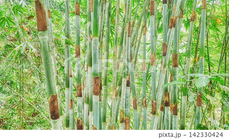 Bamboo stalks in Danum Valley rainforest, Borneo, Malaysia. Bamboo stalks in Danum Valley rainforest, Borneo, Malaysia. 142330424