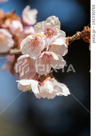 早春に咲く早咲きの桜の花 142330768